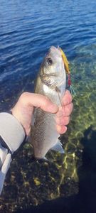 European Bass (Seabass)