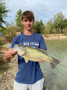 Largemouth Bass