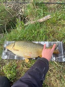 Common Carp