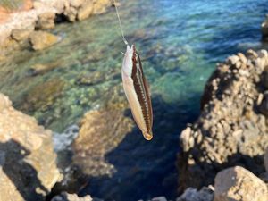 Mediterranean Rainbow Wrasse