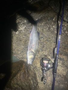European Bass (Seabass)