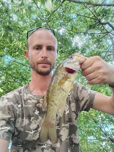Largemouth Bass