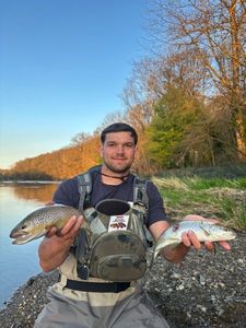 Brown Trout