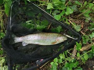 Rainbow Trout