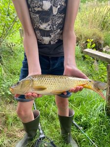 Common Carp