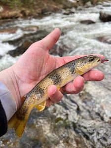 Brown Trout