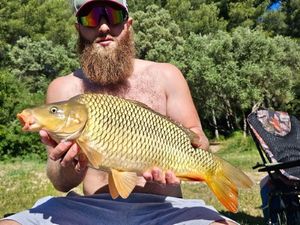 Common Carp