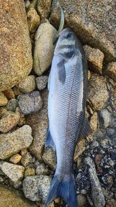 European Bass (Seabass)