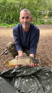 Common Carp