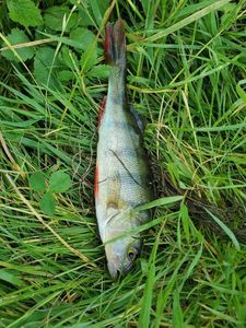 European Perch