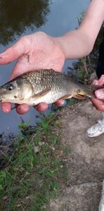 Common Carp