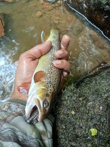 Brown Trout