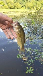 Largemouth Bass