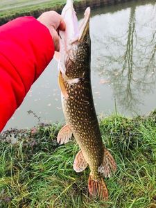 Chain Pickerel
