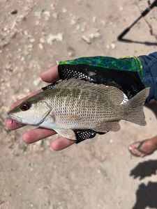 Pacific Cubera Snapper