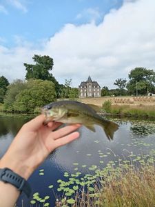 Largemouth Bass