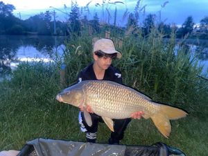 Common Carp