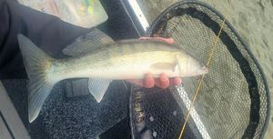 Zander