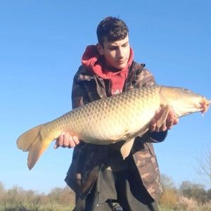Common Carp