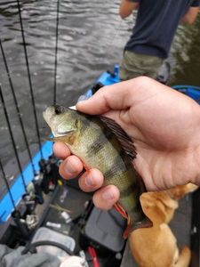 European Perch