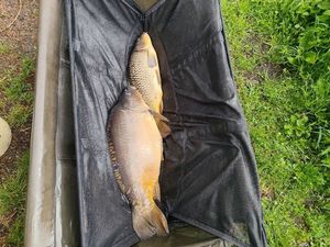 Mirror Carp