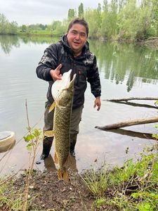 Northern Pike
