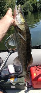 Zander