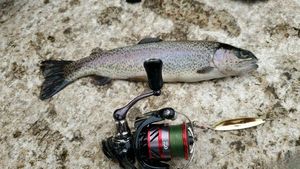 Rainbow Trout
