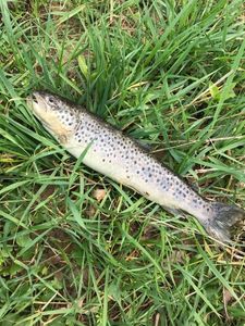 Brown Trout