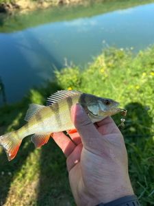 European Perch