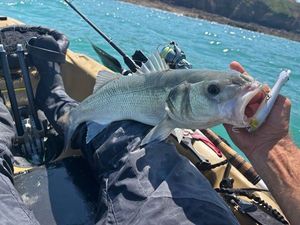 European Bass (Seabass)