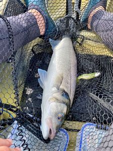 European Bass (Seabass)