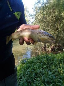 Brown Trout