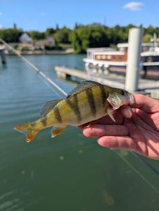 European Perch