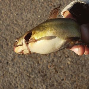 Black Bullhead