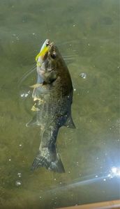 Largemouth Bass