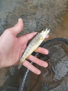 Brown Trout