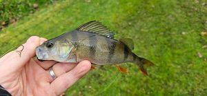European Perch