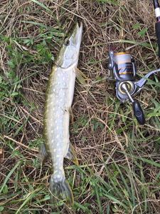 Northern Pike