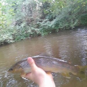 Brown Trout