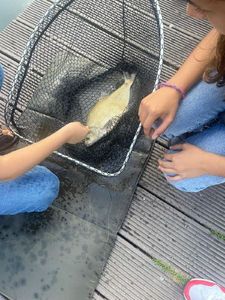 Common Bream