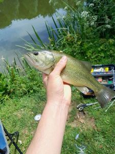 Smallmouth Bass