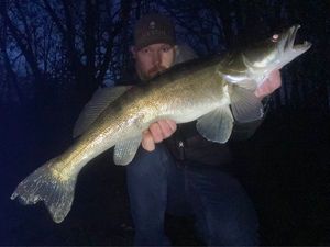 Zander