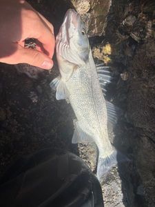 European Bass (Seabass)
