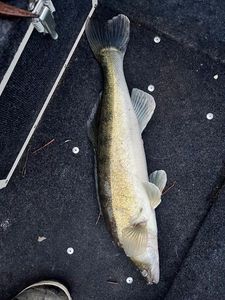 Zander