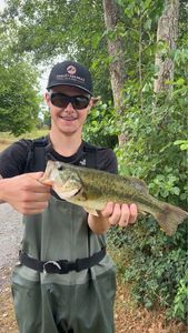 Largemouth Bass