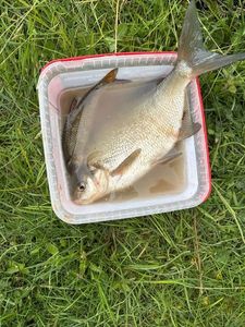 Common Bream