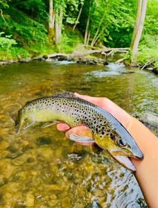 Brown Trout