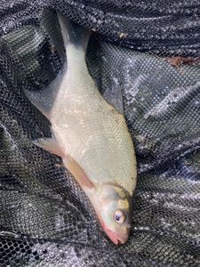 Common Bream