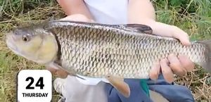 Chub